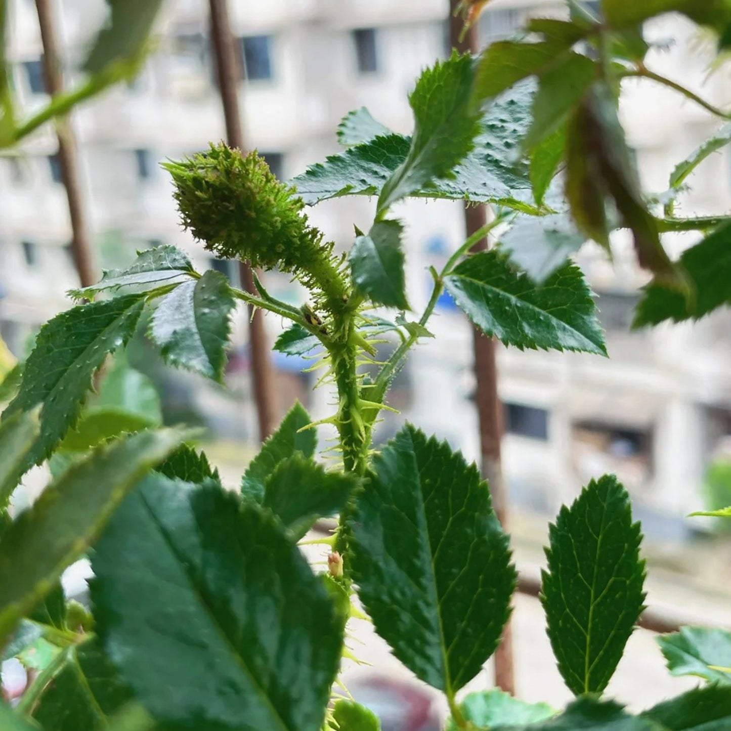 Moss Rose "Ip Man" Seeds