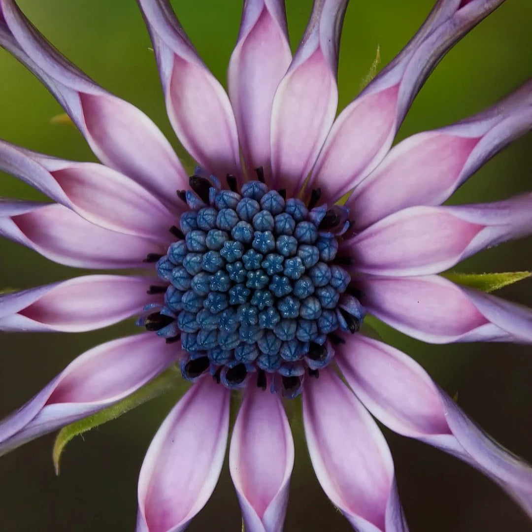 African Daisy Mixcolor Seeds