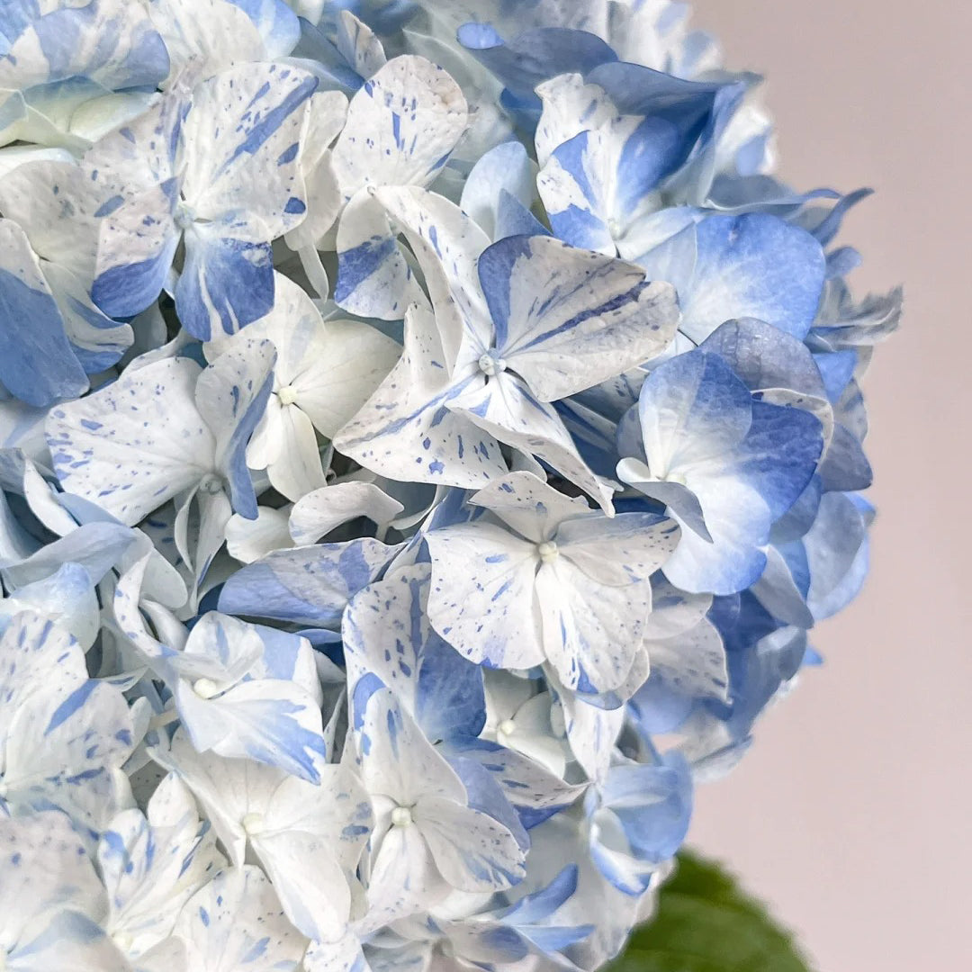 Hydrangea macrophylla "blue meteor shower" Seeds