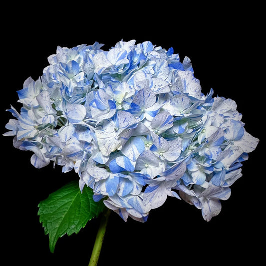 Hydrangea macrophylla "blue meteor shower" Seeds