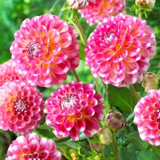 Hawaii  Dahlia Seeds