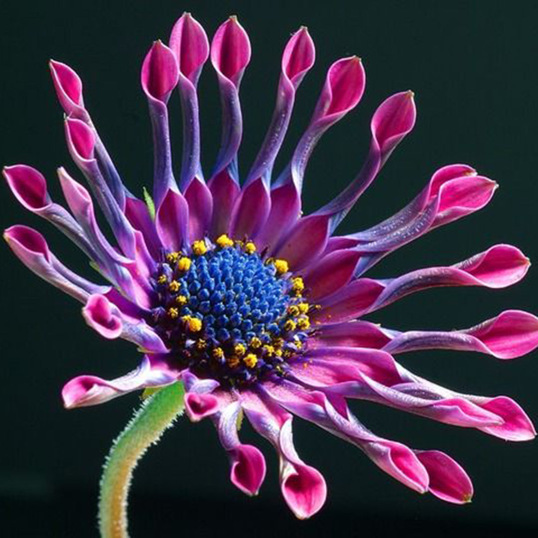 African Daisy Mixcolor Seeds