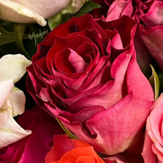 Two-color Rose "Ballet on Ice" Seeds