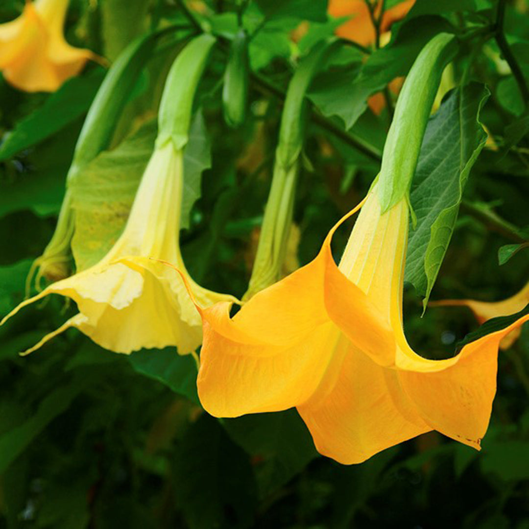 Angel Trumpet Datura Brugmansia Mix Seeds