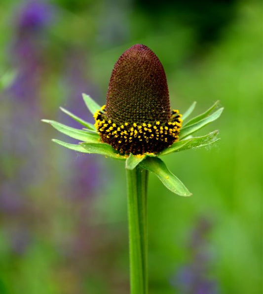 Green Wizard, Rudbeckia Seeds