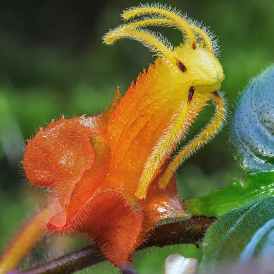 Columnea antennifera flower seeds