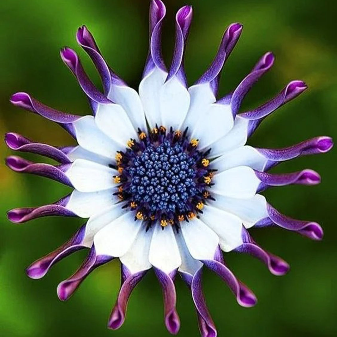 African Daisy Mixcolor Seeds
