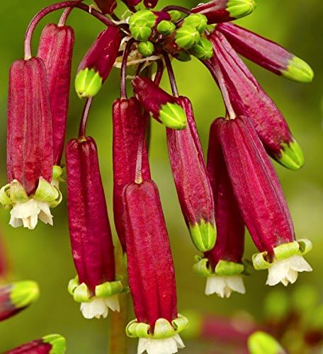 Dichelostemma Ida-Maia (Firecracker Flower)