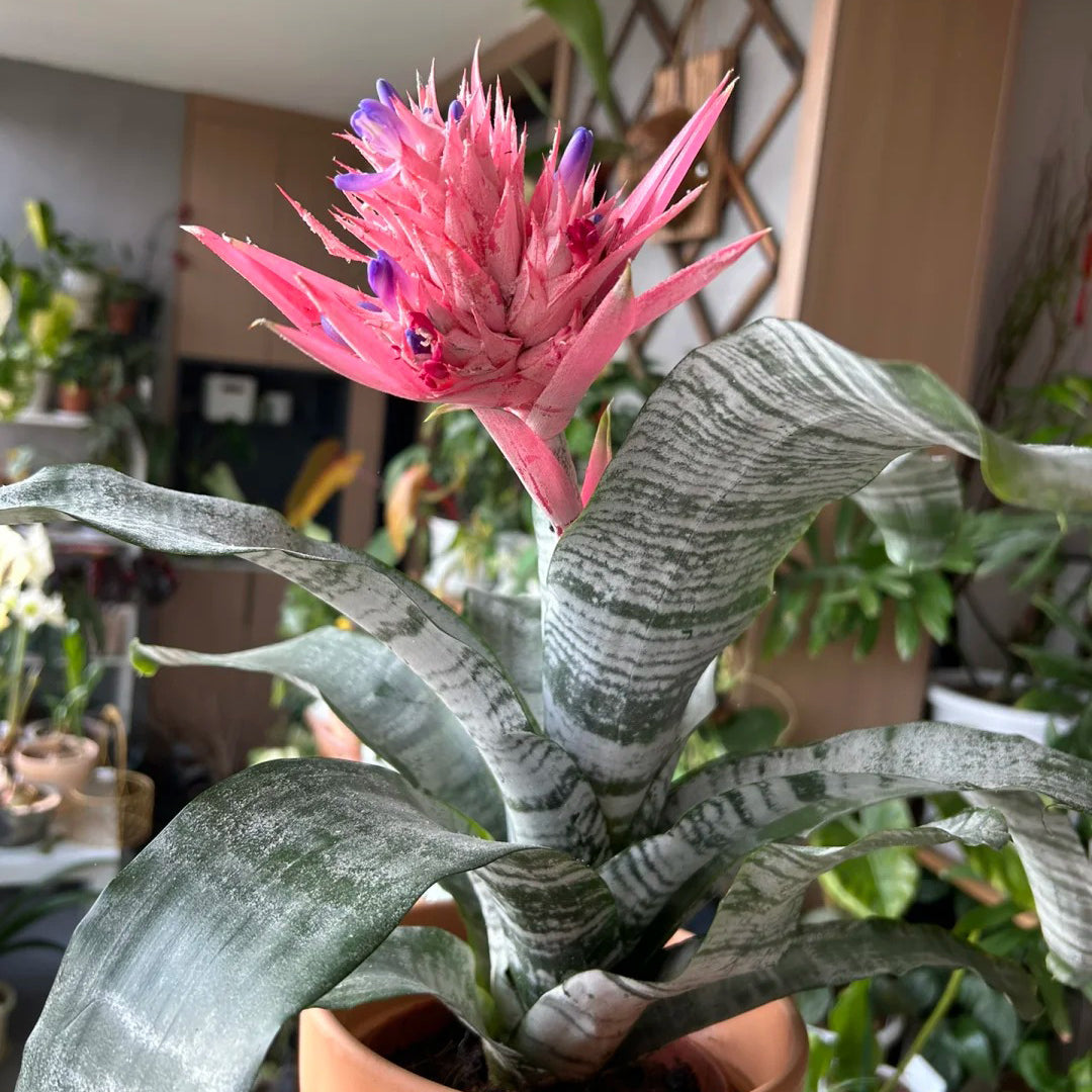 Aechmea Fasciata seeds