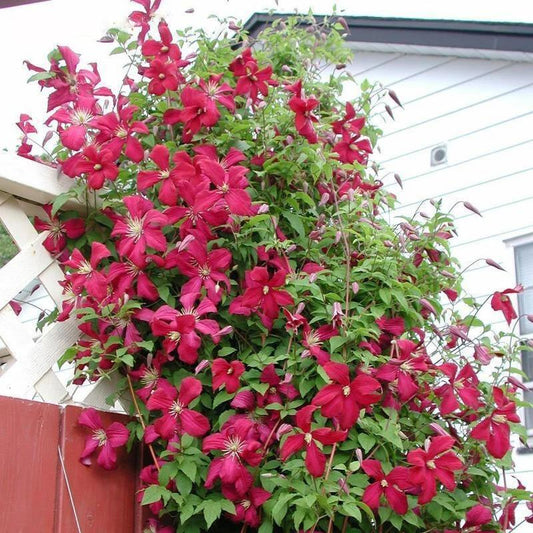 Egrow 100Pcs Clematis Flower Seeds Perennial Vines Climbing Clematis Plant Seed Garden Decoration