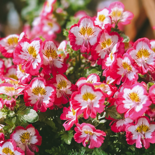 😍This year's favorite flower🌷Flower popping machine-moth butterfly flower