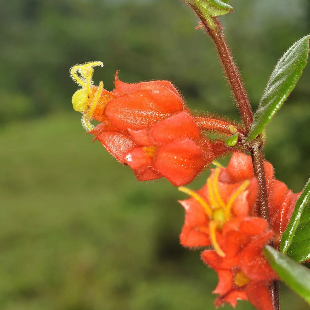 Columnea antennifera flower seeds
