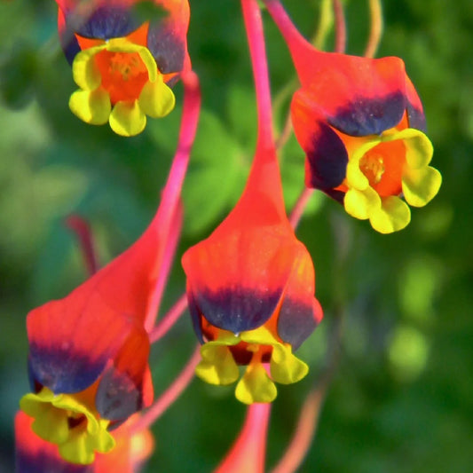 Nasturtium/Tropaeolum"Three Coloured Climbing Chilean Vine" Seeds