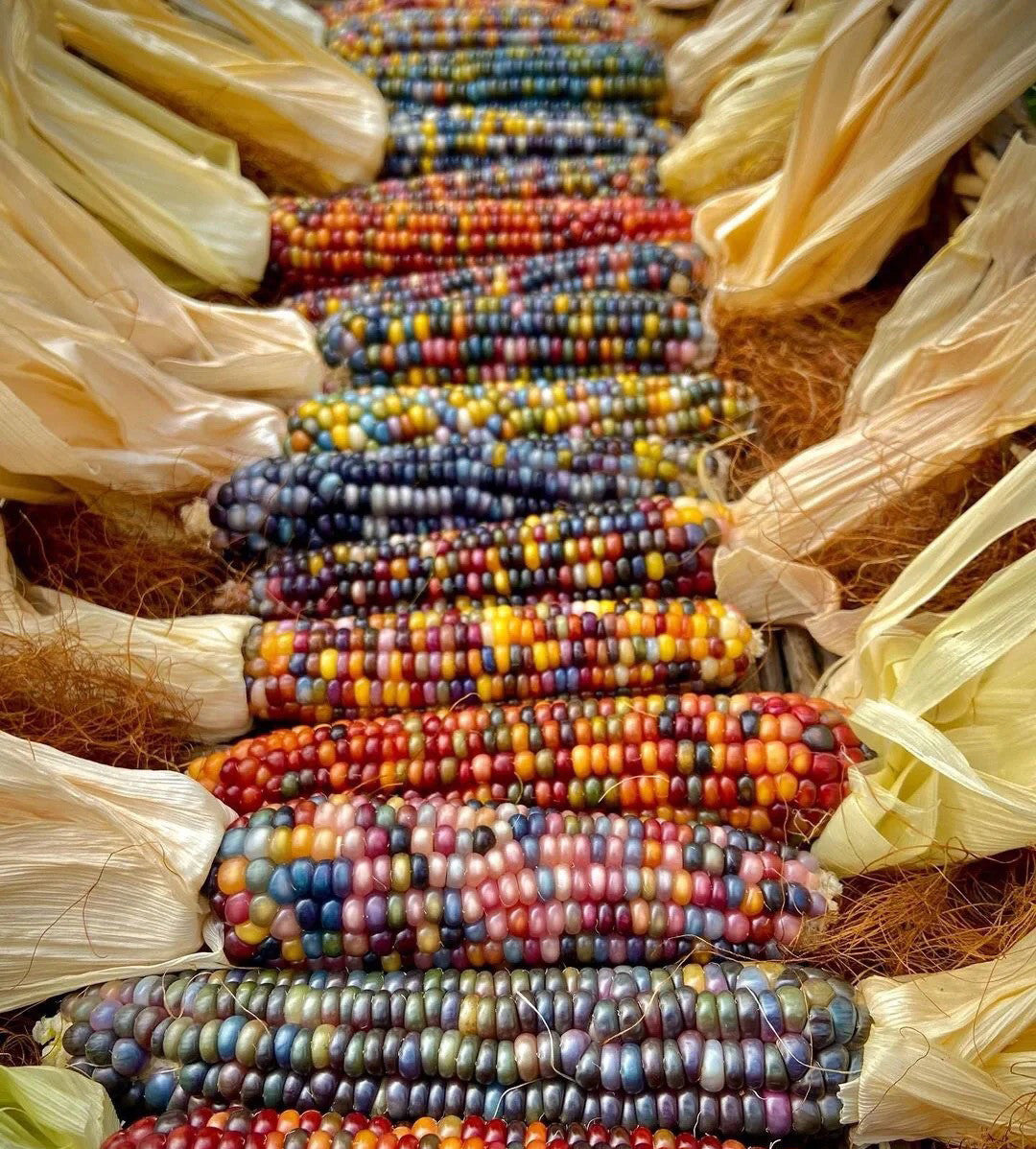 🌽Gem Sweet Corn Seeds