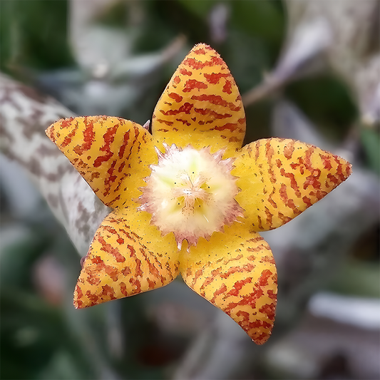 Orbea schweinfurthii Succulent plants potted Garden Bonsai Decoration Plants SEEDS