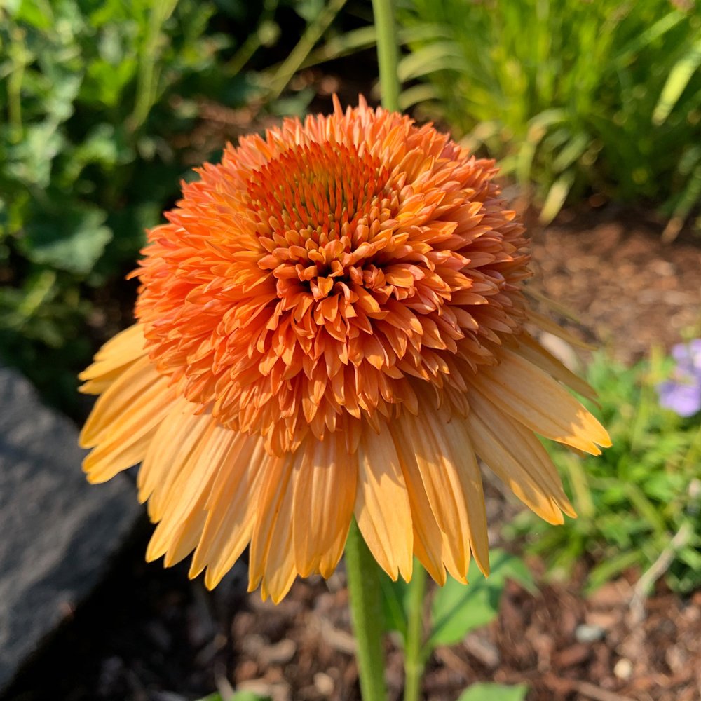 Echinacea 'Supreme Cantaloupe' (Coneflower)