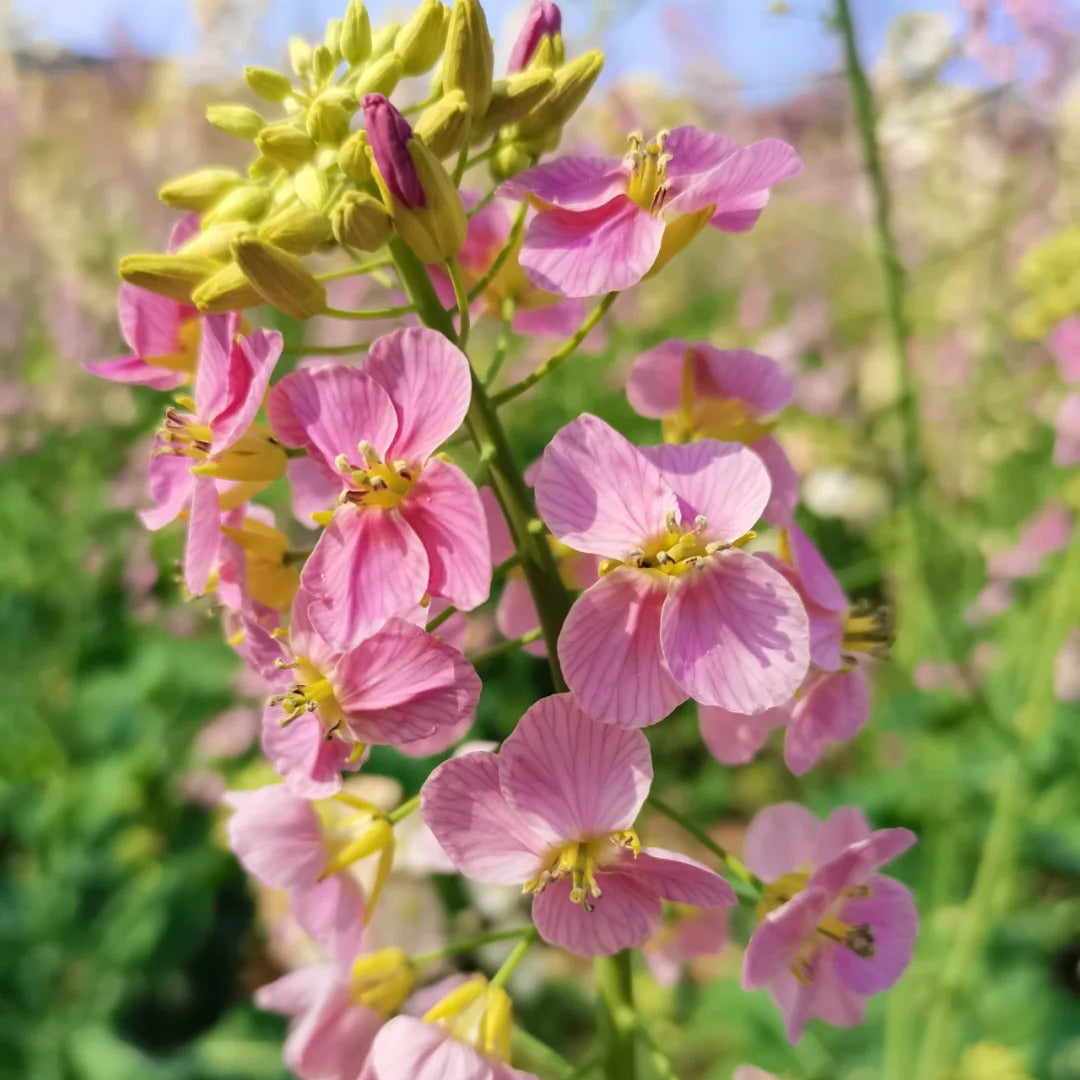 Colorful Rapeseed Flowers Mixcolor Seeds