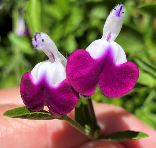 🤩Salvia ‘Amethyst Lips’