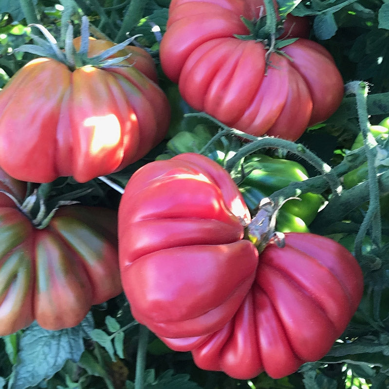 Tomato 'Pink Accordion'