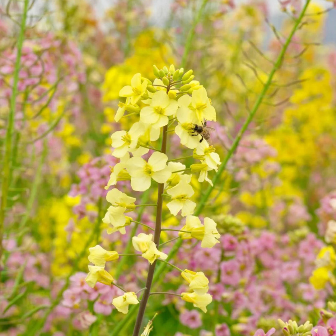 Colorful Rapeseed Flowers Mixcolor Seeds