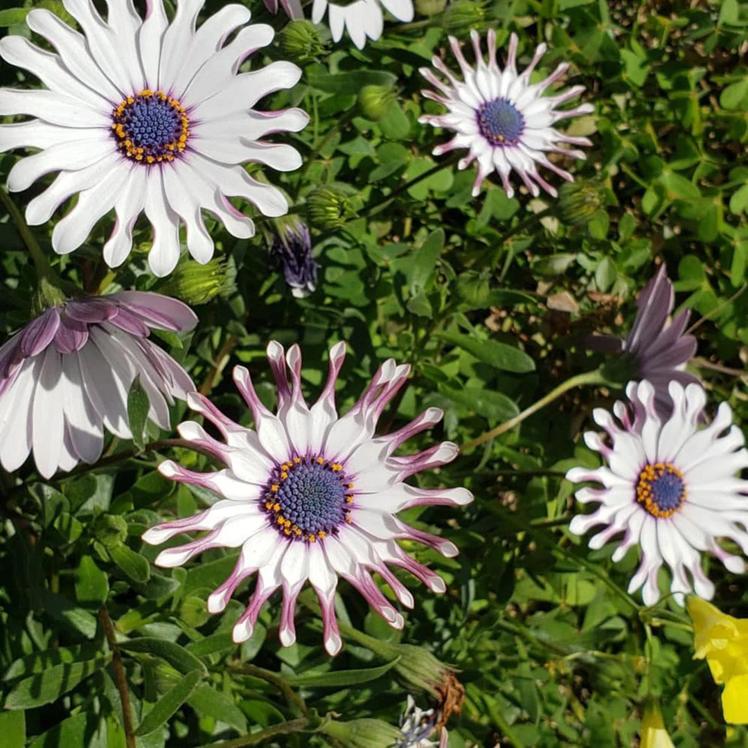 African Daisy Mixcolor Seeds