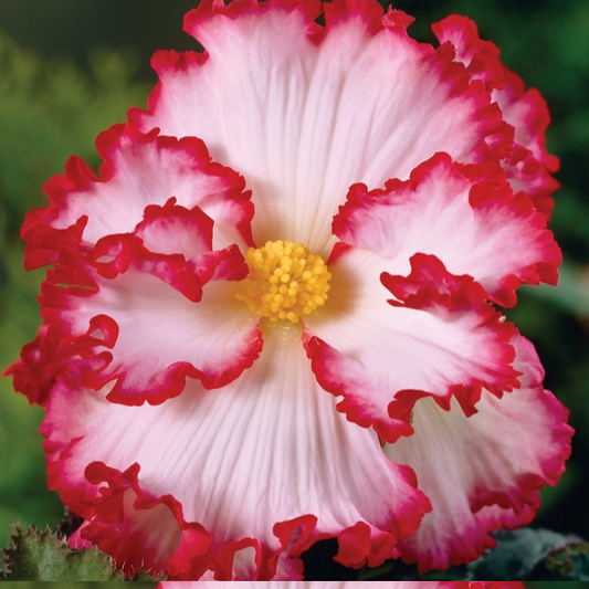 White-Pink Begonia Flower Seeds