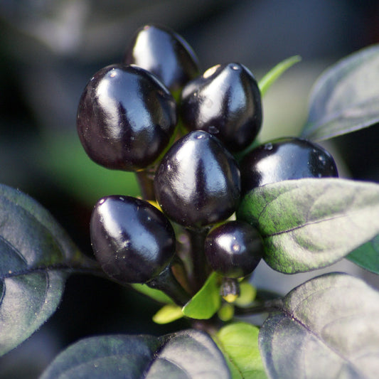 Black Pearl Ornamental Pepper