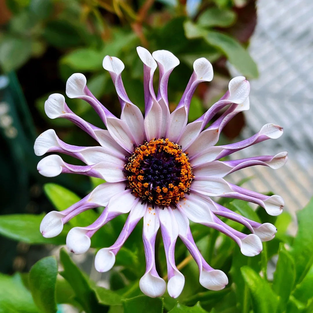 African Daisy Mixcolor Seeds
