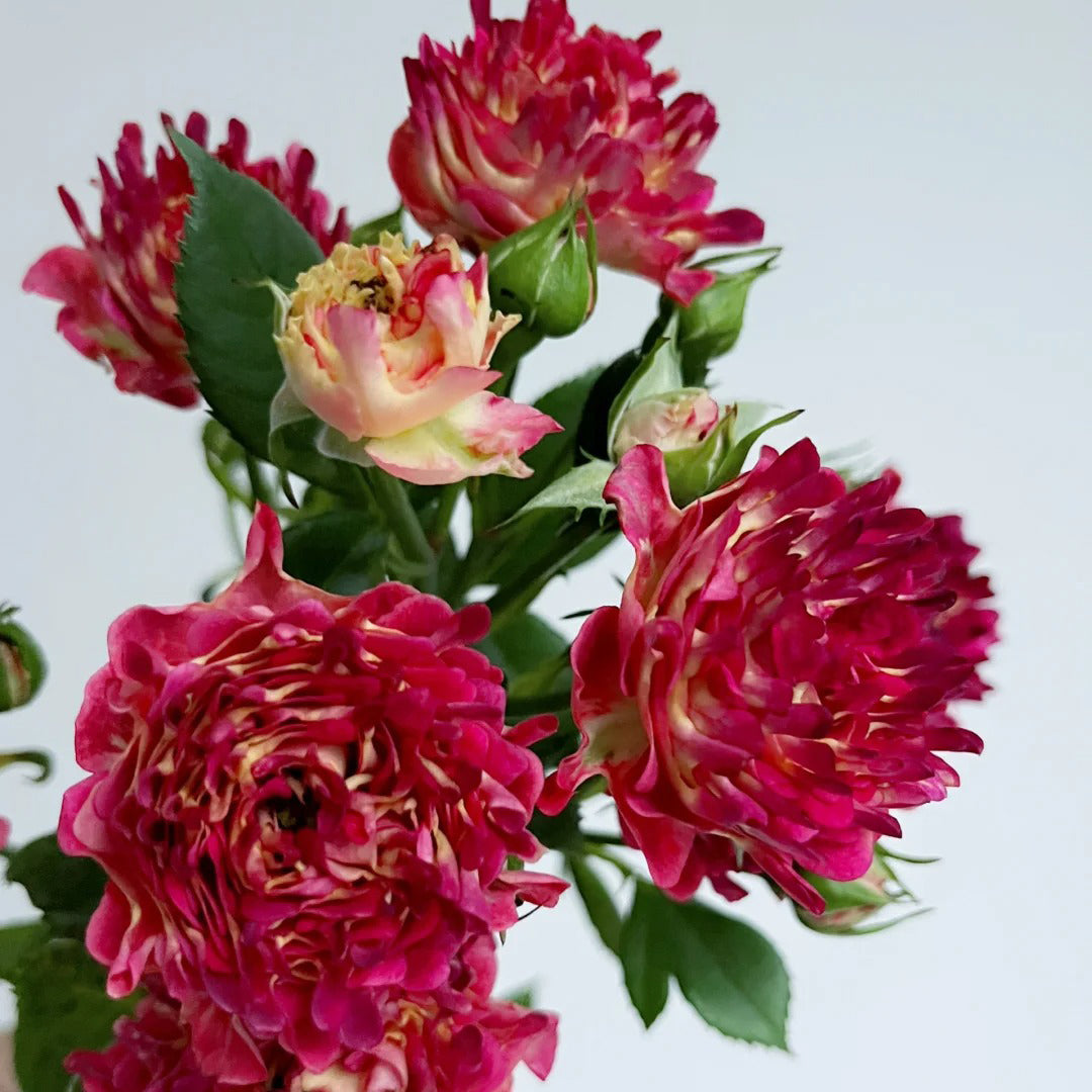 Sea Anemone Rose "florid" Flower Seeds