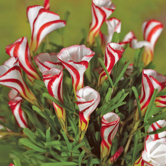 🍧🍧🍧Oxalis - Versicolor Grand Duchess