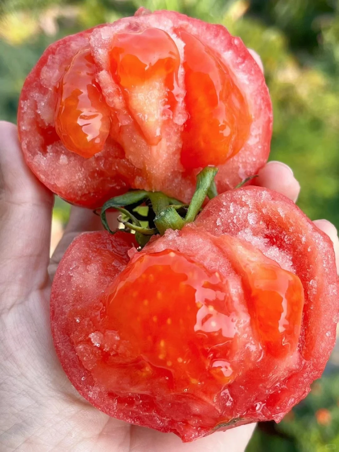 Sandy, soft and sweet - 🍅Sandy tomatoes