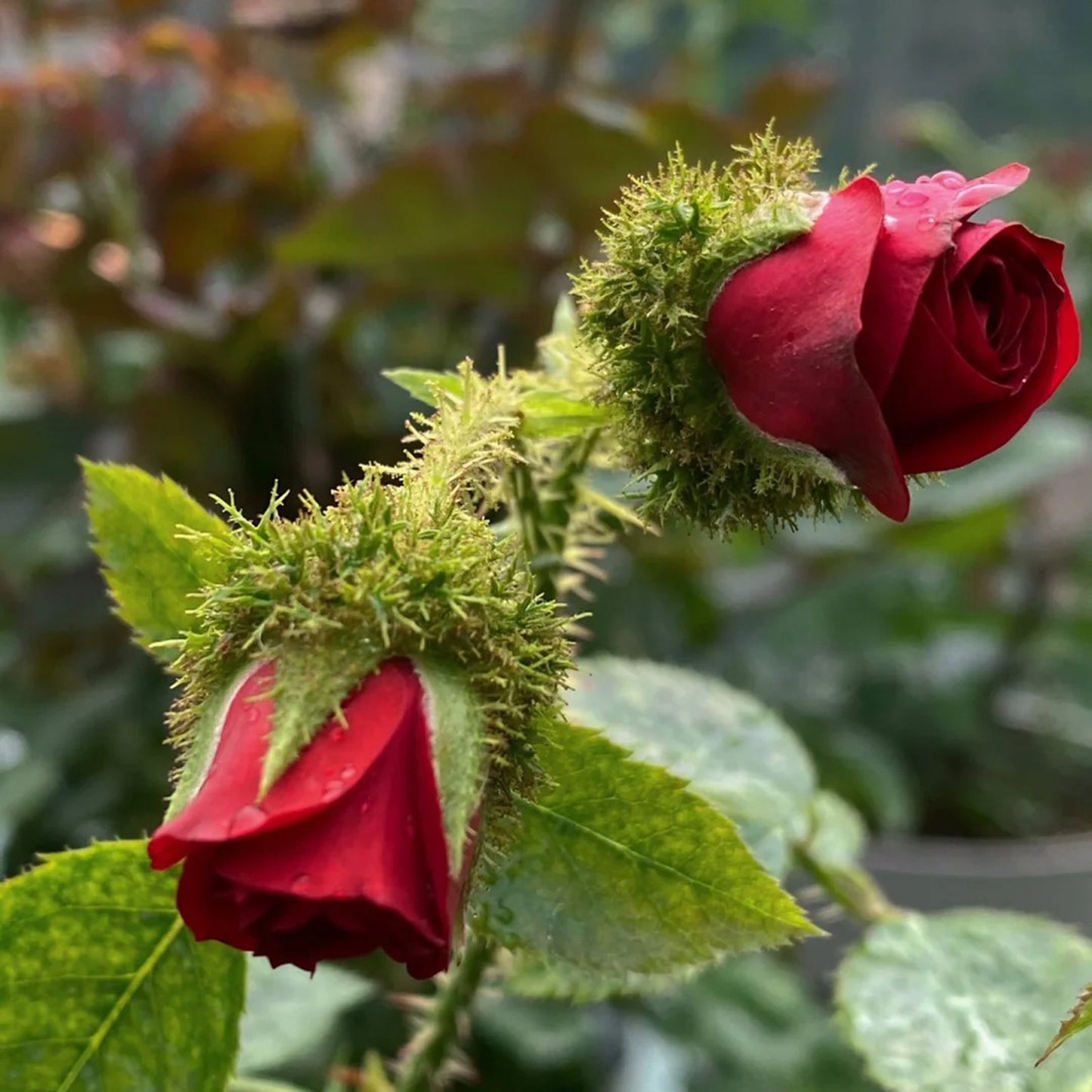 Moss Rose "Ip Man" Seeds