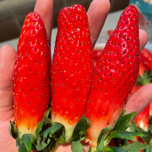 Banana strawberry Seeds