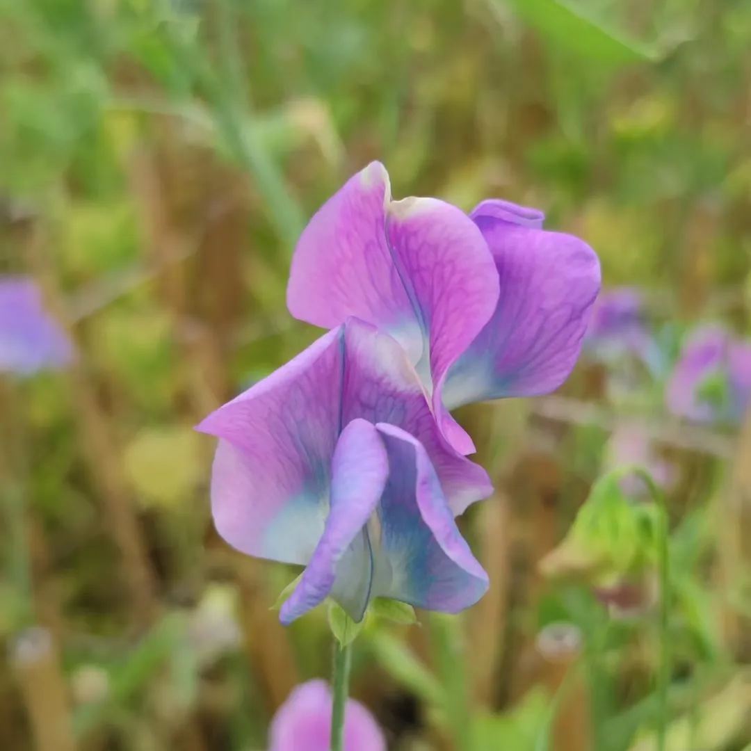 Sweet Pea 'Turquoise Lagoon'