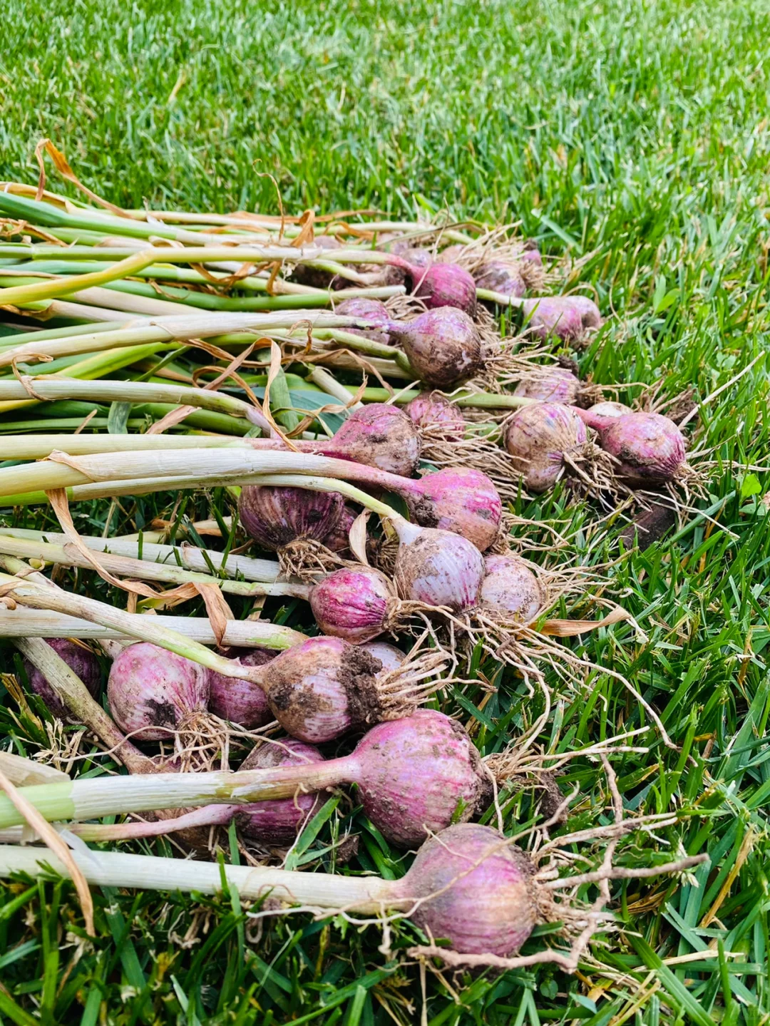 🎉🎉Delicious secrets in the kitchen – purple-skinned garlic