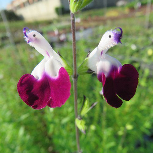 🤩Salvia ‘Amethyst Lips’