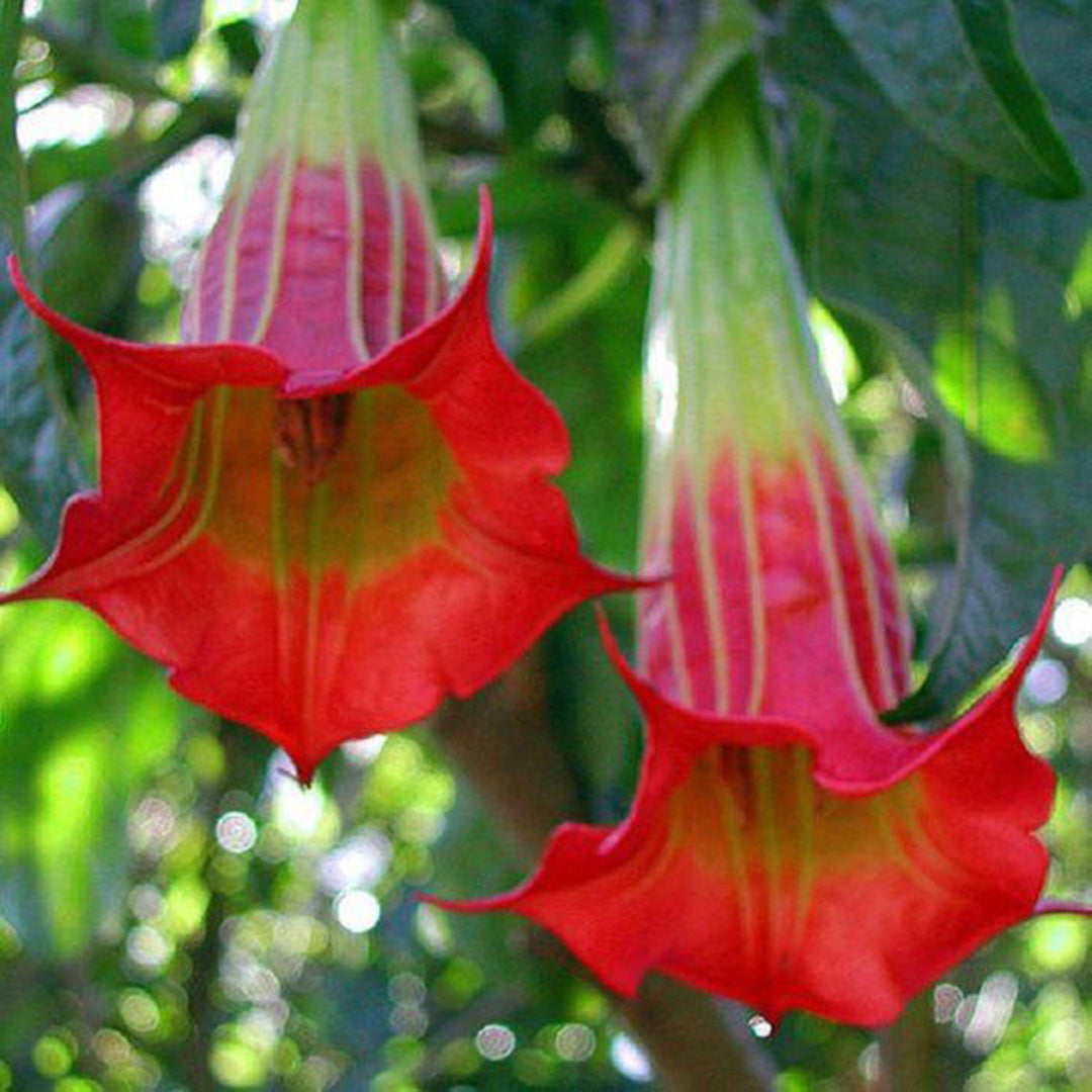 Angel Trumpet Datura Brugmansia Mix Seeds
