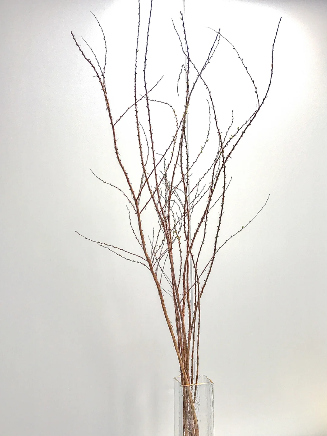 🔔50% off-A snowflake at home in winter ❄️~ Snow Willow