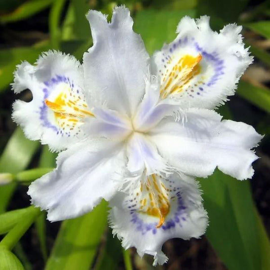 Iris japonica Seeds