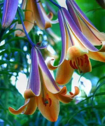 Nema Drop lily Flower Seed