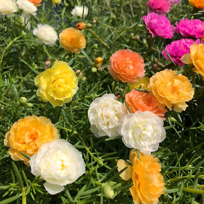 🌸Beautiful everlasting flower-💥moss rose