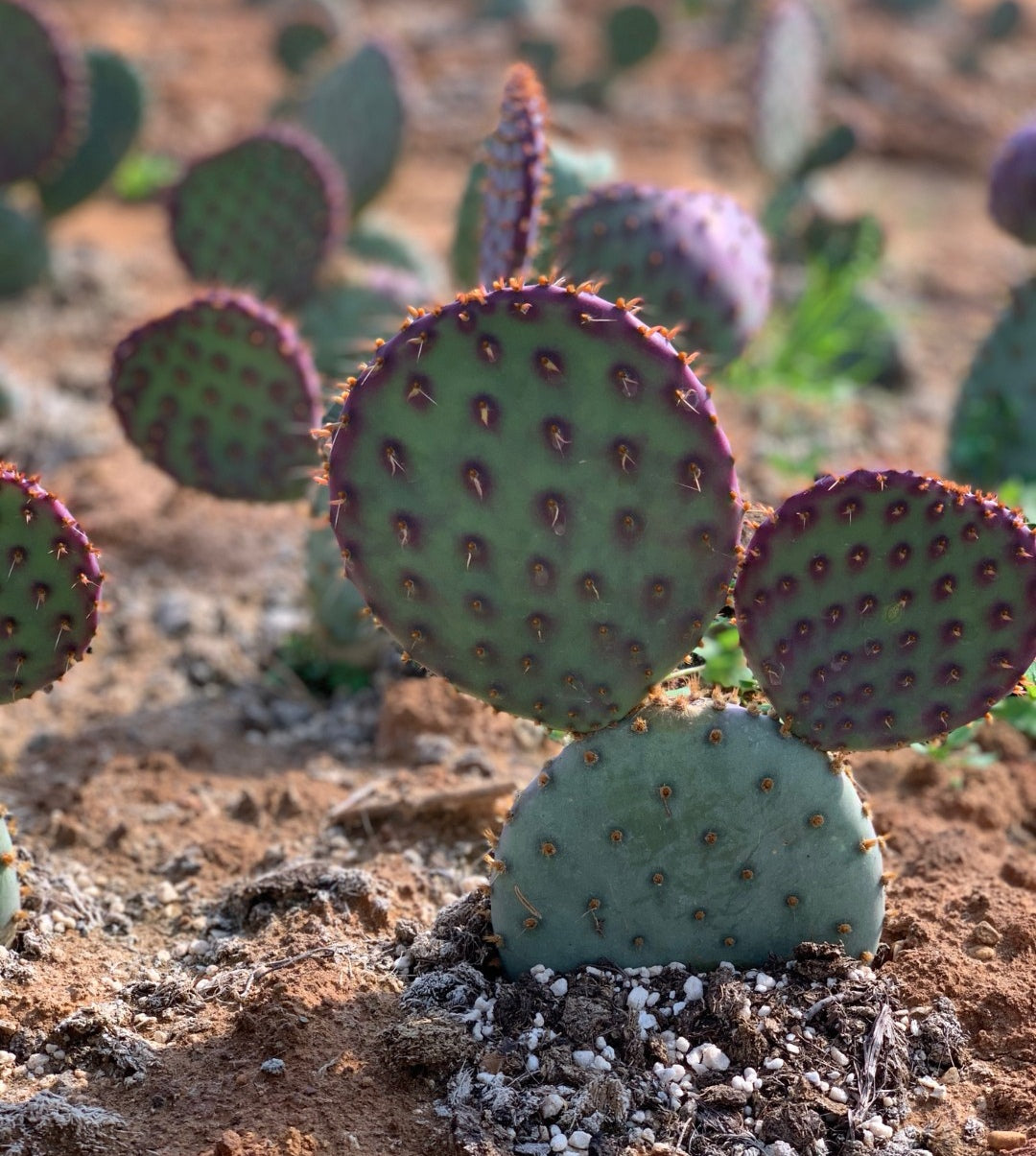 Biggest Sale🎉🌵🌵Santa rita cactus