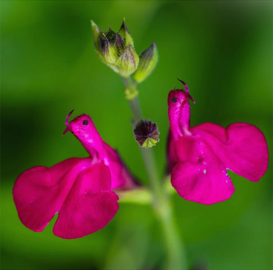 💗Salvia Neon