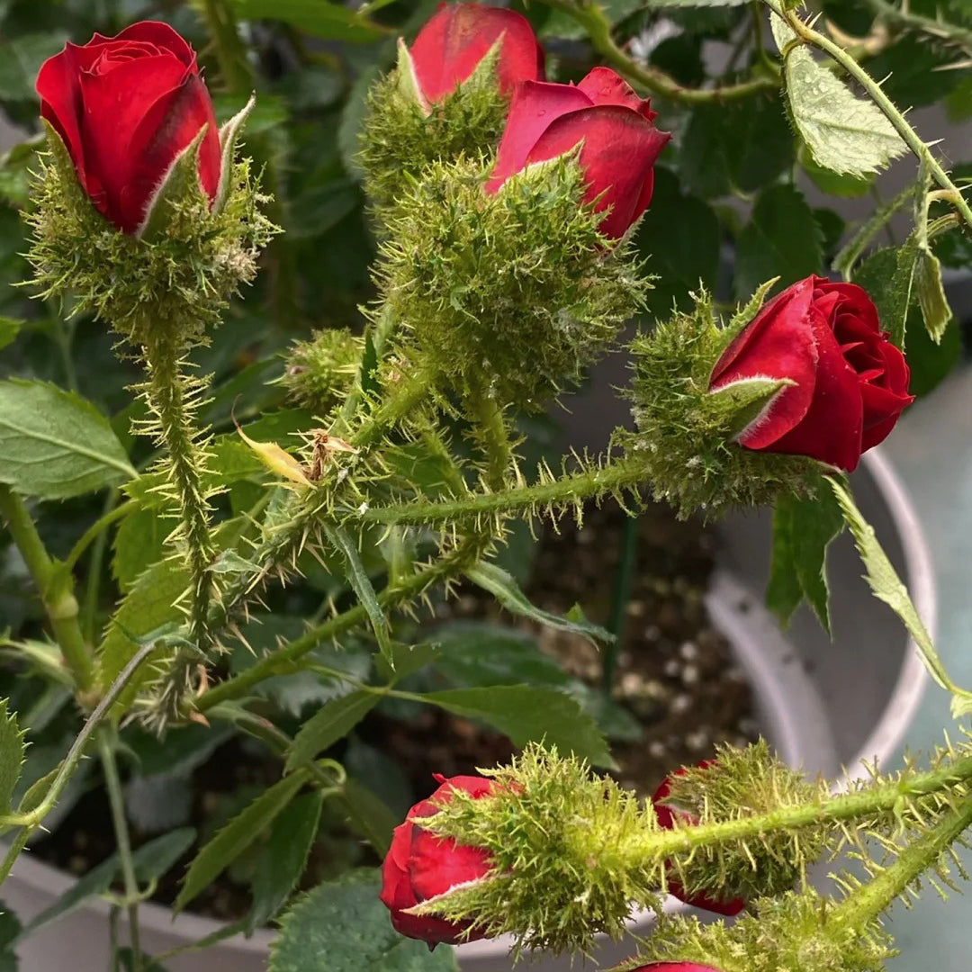 Moss Rose "Ip Man" Seeds
