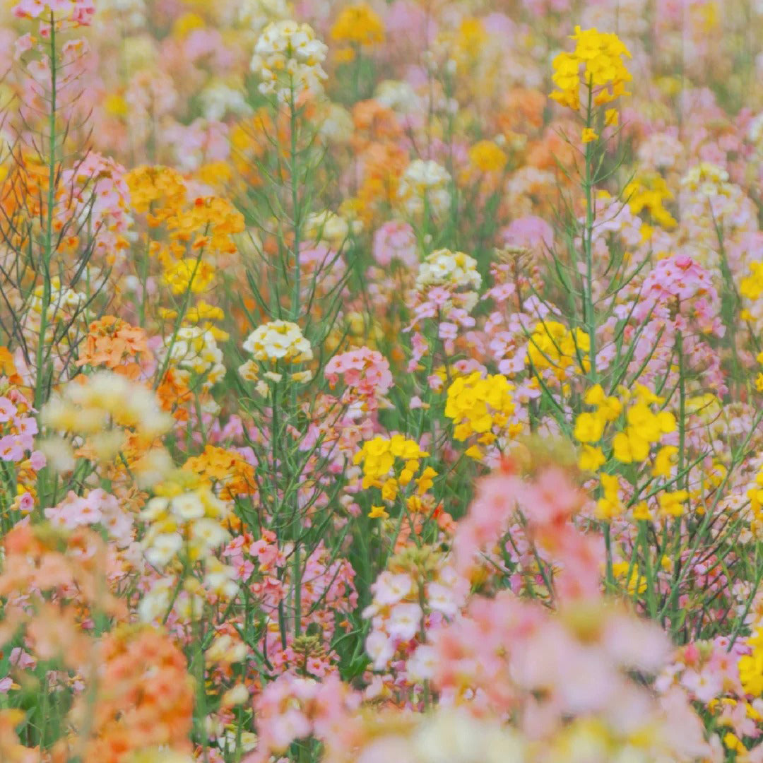 Colorful Rapeseed Flowers Mixcolor Seeds