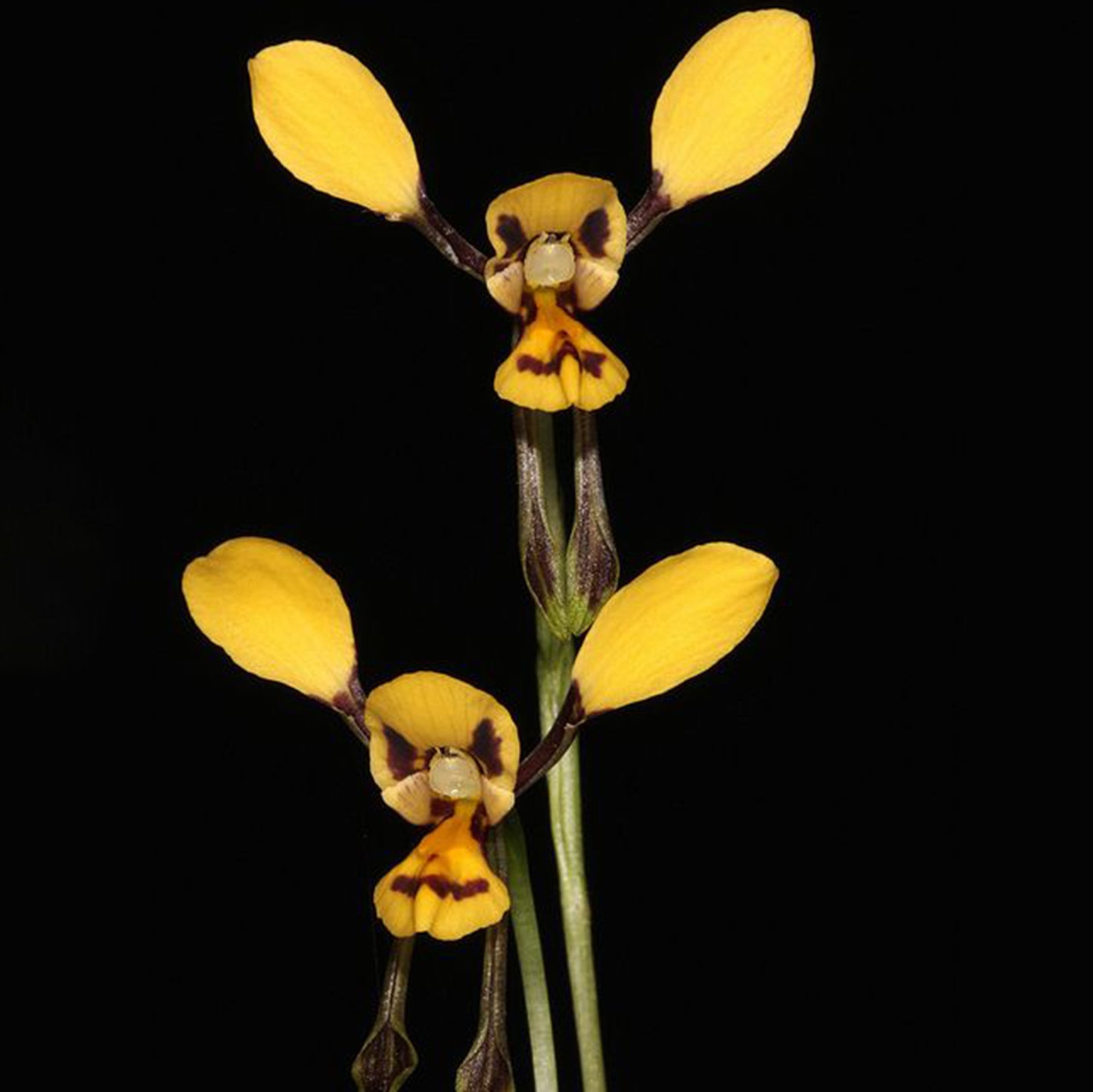 bee and pup🐝🐶 Diuris orientis flower seeds