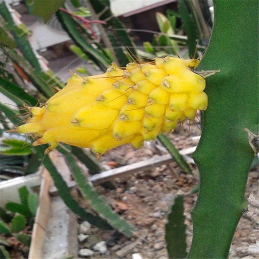 Egrow 100 Pcs/Pack Yellow Pitahaya Seeds Dragon Fruit Hylocereus Undatus Fruit Seeds
