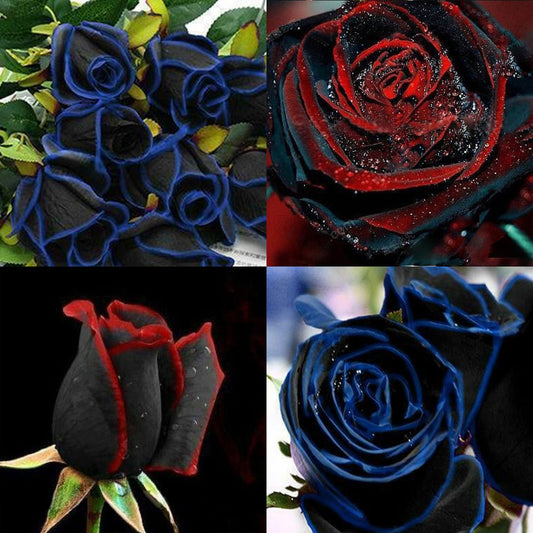 Hooked Edge Black rose Seeds