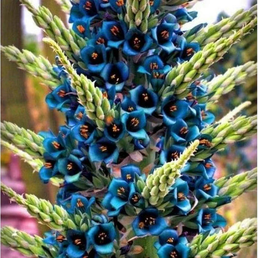 50 Bromeliad Alpestris Seeds, Bromeliad Sapphire Tower, bromeliad peacock flower Seeds - 50Seeds (Puya alpestris) -50 Count per Pack