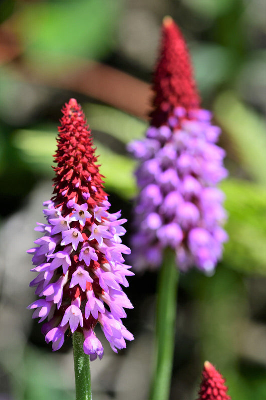 20 ORCHID PRIMROSE Primula Vialii Red Hot Poker Pink Purple Shade Flower Seeds